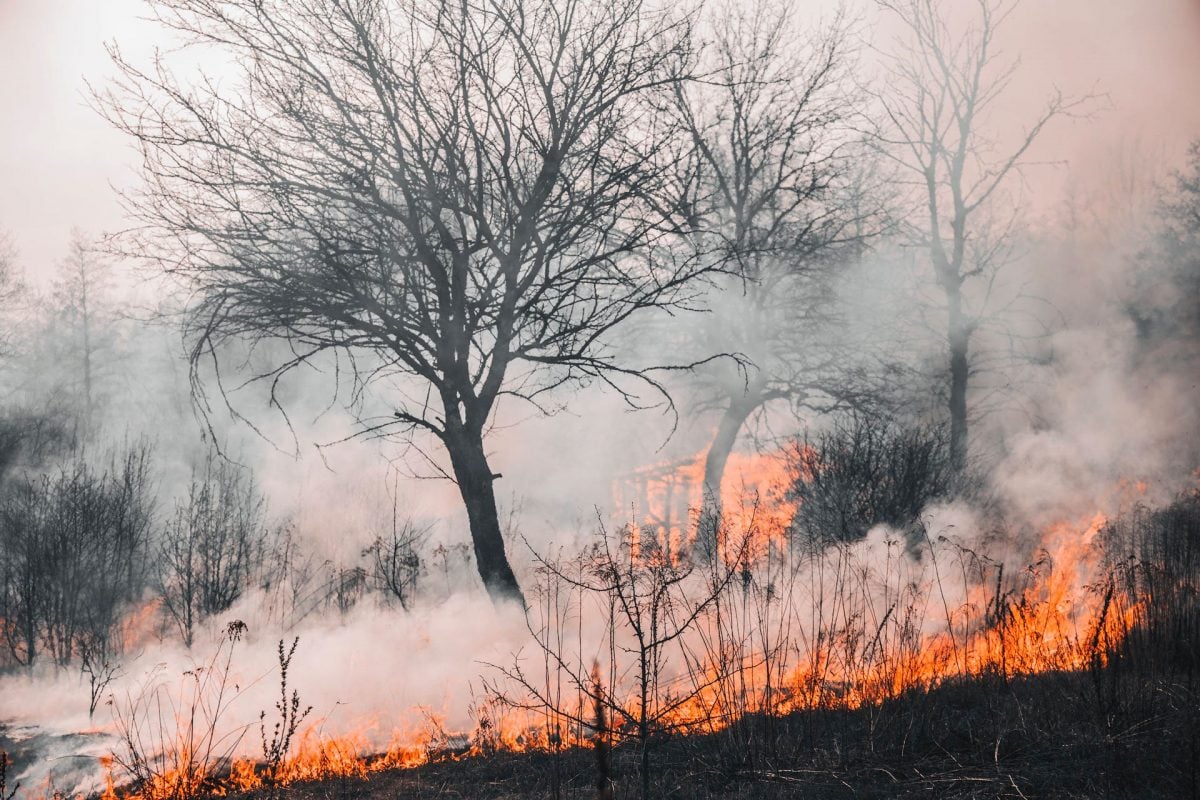 Three in a field on fire